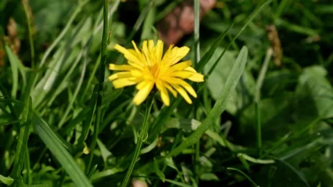 Yellow dandelion on a blurred background moves in the wind Stock Footage 165939369