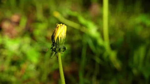 Yellow Dandelion Bud Macro with Soft Green Background 스톡 동영상 338268472