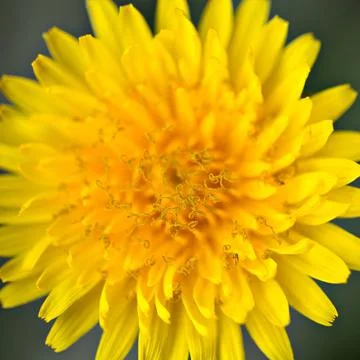 Yellow dandelion close-up bloom macro background  blooming spring Foto stock