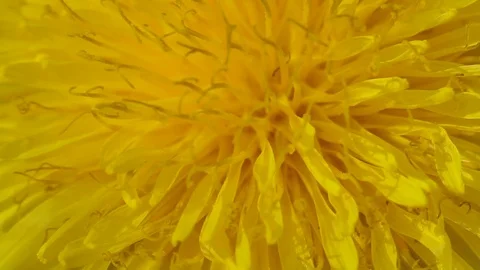 Yellow dandelion close up Stock Footage 75476740