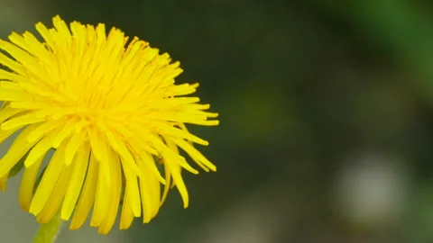 Yellow dandelion close-up Stock Footage 113753084