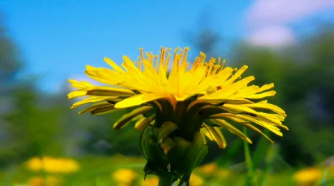 Yellow dandelion close up shot 2 Stock Footage 420421