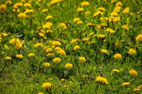 Yellow dandelion field. Beautiful field on the farm. Stock Photos