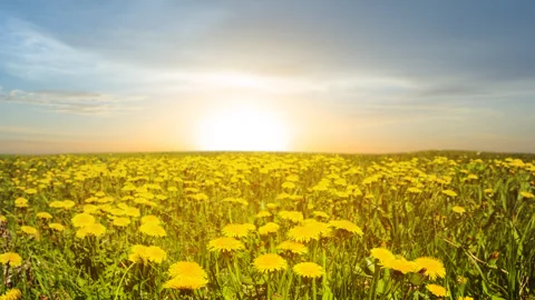 Yellow dandelion field time lapse scene Stock Footage 277412447