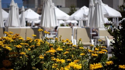 A yellow dandelion flower bed in the foreground. In the background, defocused Stock Footage 101345465