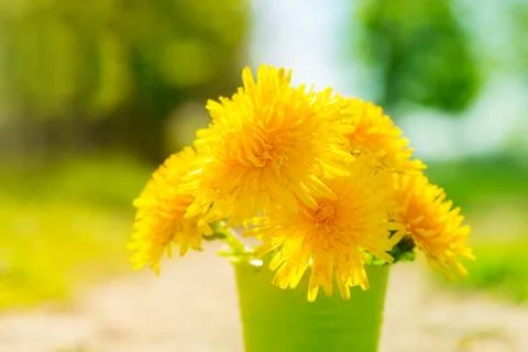 Yellow dandelion flower in a bucket , spring background Stock Photos