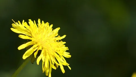 Yellow Dandelion Flower Close Up Stock Footage 88675564