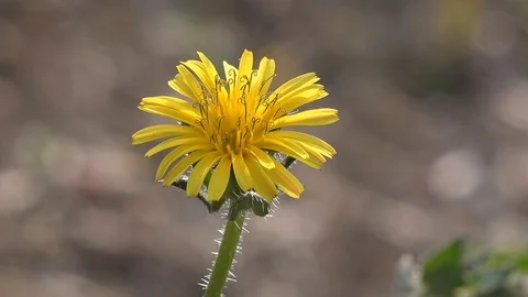 Yellow dandelion flower close-up Stock-Footage 125917044