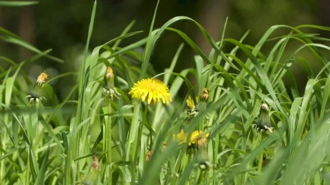 Yellow Dandelion Flower Stockbeeldmateriaal 88675561