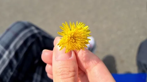 Yellow Dandelion Flower Stock Footage 155089827
