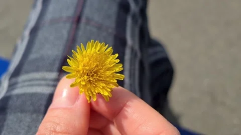 Yellow Dandelion Flower Stock Footage 155089836