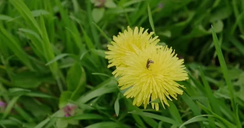 Yellow dandelion flower Stock Footage 186714903