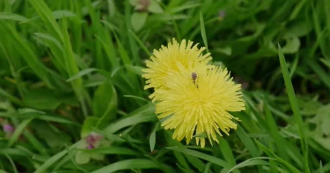Yellow dandelion flower Stock Footage 186715184