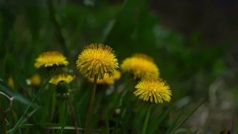 Yellow dandelion flower Stock-Footage 274035212