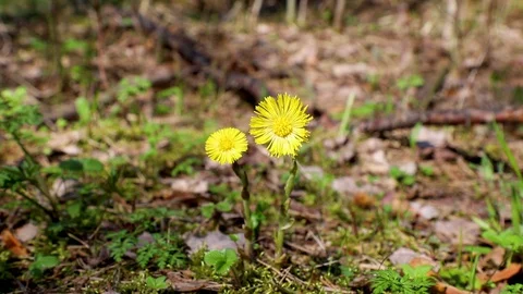 Yellow dandelion flower in the forest. Stock Footage 129736693