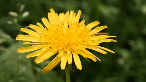 Yellow Dandelion Flower Head Stock Footage 76811490