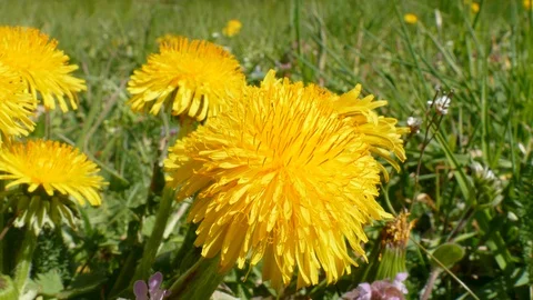 Yellow dandelion flower, macro shot, Germany, Europe Stock Footage 129494738