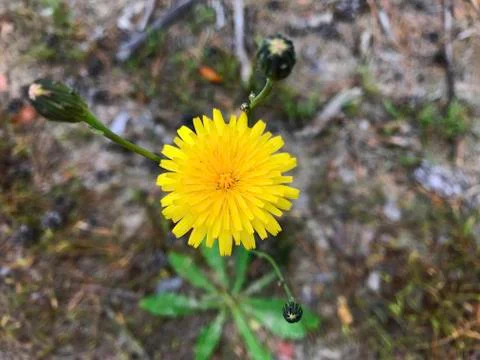 Yellow dandelion flower. Stock Photos