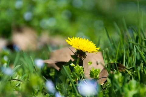 Yellow dandelion flower Stock Photos