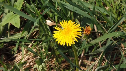 Yellow dandelion flower in spring close-up Video stock 129744217