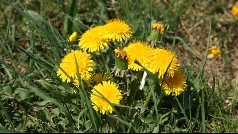 Yellow dandelion flowers Stock Footage 4280799