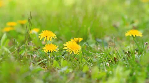 Yellow dandelion flowers. Stock Footage 24818719