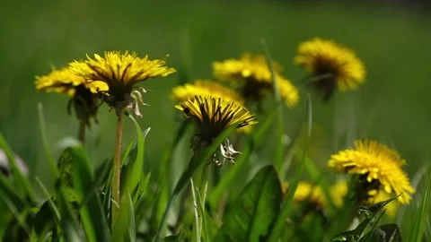 Yellow dandelion flowers Stock-Footage 272929843