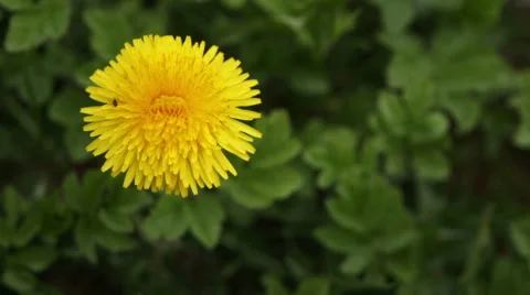 Yellow dandelion flowers with leaves in green grass, spring photo Видео 49779594