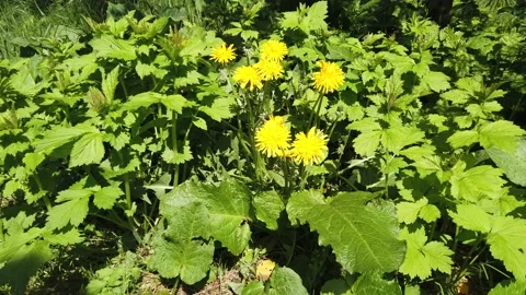 Yellow dandelion flowers in spring grass Video stock 130640001