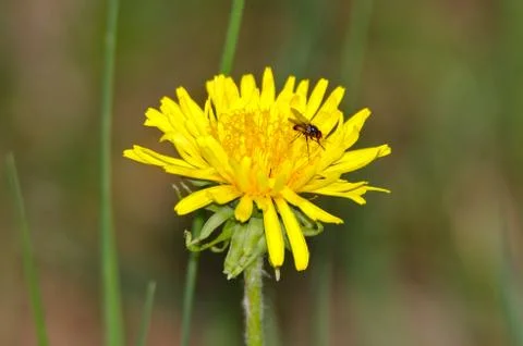 Yellow dandelion with fly Stock Photos