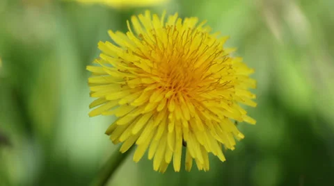 Yellow dandelion Stock Footage 39042285