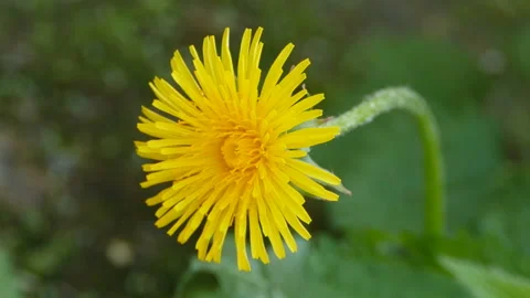 Yellow dandelion Stock Footage 118433235