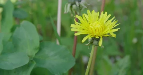 Yellow dandelion. Stock Footage 131310823