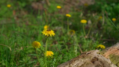 Yellow dandelion in forest Video stock 185452941