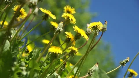 Yellow dandelion in a grass Stock Footage 22674099