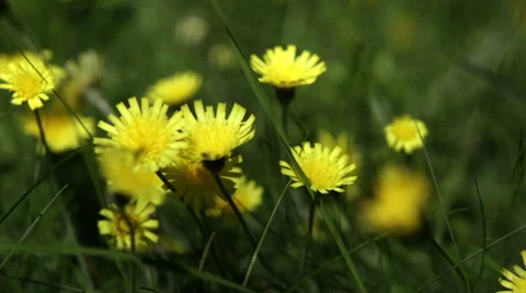 Yellow dandelion in the grass Stock Footage 52759391