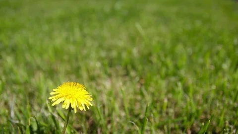 Yellow dandelion in the grass Stock-Footage 75273363