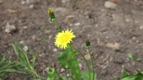 Yellow dandelion in the grass Video stock 182452279