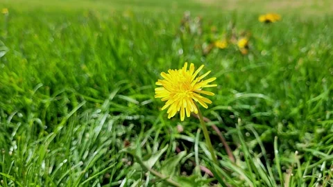Yellow dandelion in the grass Stock Footage 306461746