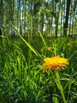 Yellow dandelion in the grass Stock Photos