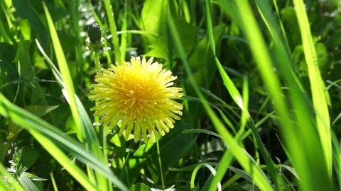 Yellow dandelion in the grass. the wind rustles the grass Stock Footage 90293066