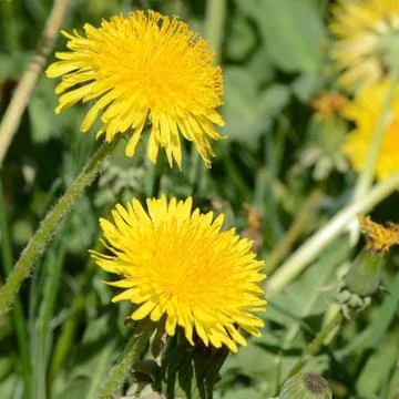 Yellow dandelion in green grass Stock Photos
