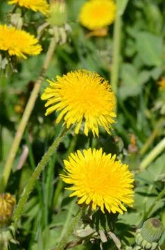 Yellow dandelion in green grass Stock Photos