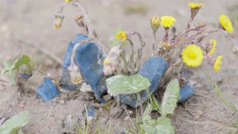 Yellow dandelion growing among of garbage Stock Footage 130491996