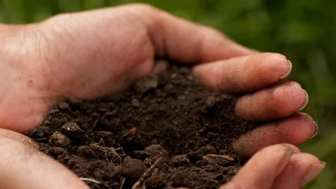 Yellow Dandelion Grows Up Stock Footage 108523629