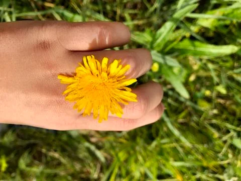 Yellow dandelion on hand. Stock Photos