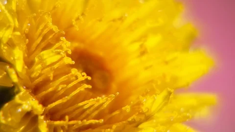 Yellow dandelion head in super macro shot with changing focus. Slow motion Видео 123428076
