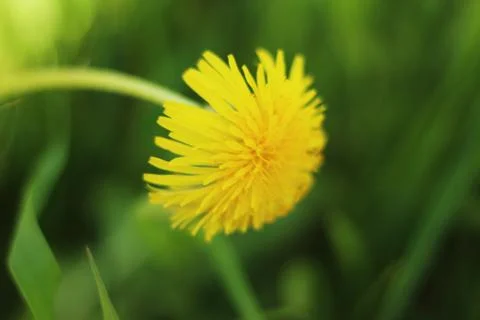 Yellow dandelion leaned over the grass Stock Photos
