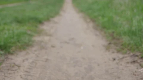 Yellow dandelion lying on the sandy path Stock Footage 72972423
