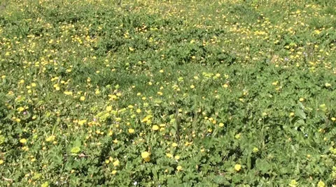 Yellow dandelion meadow Stock Footage 25142744